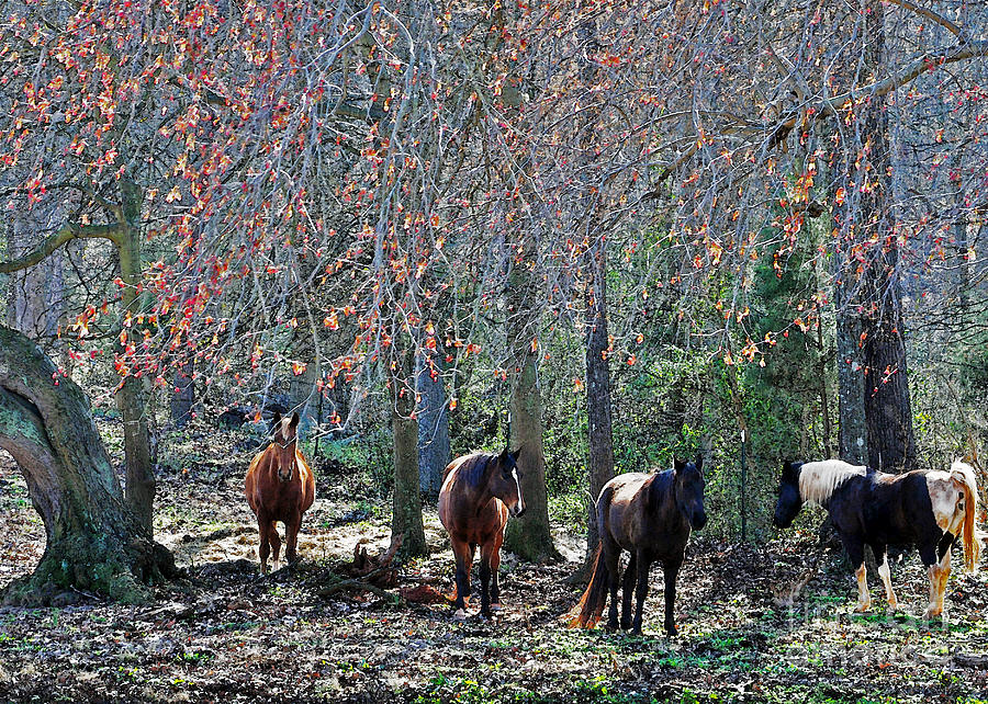 Carolina Horses Photograph by Lydia Holly