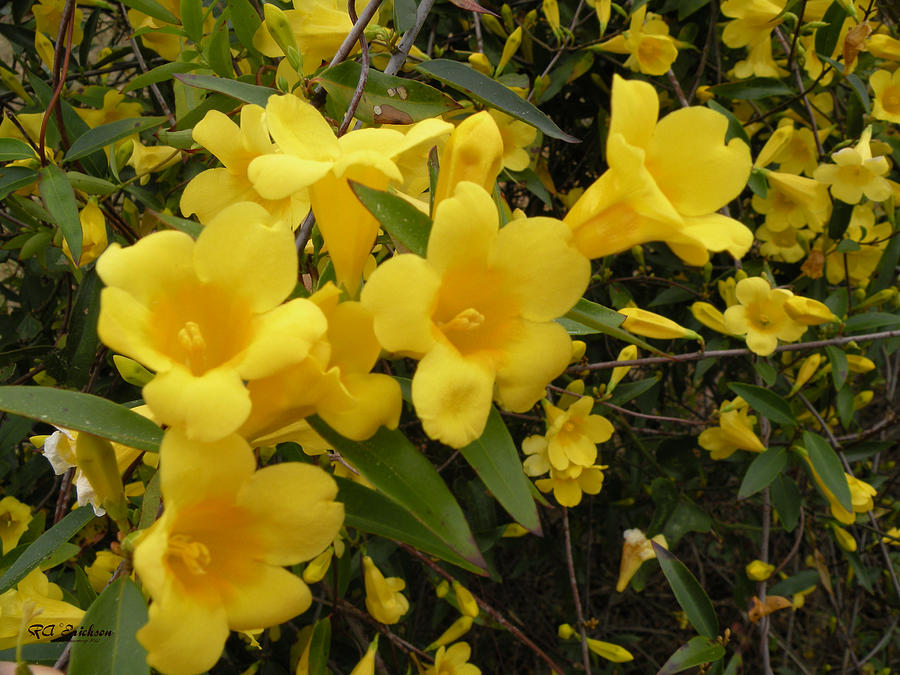 Carolina Jasmine Gelsemium Sempervirens Photograph By Roy Erickson 