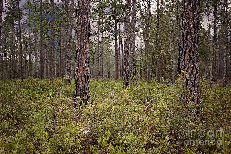 Carolina Landscape Photograph by Tammy Chesney