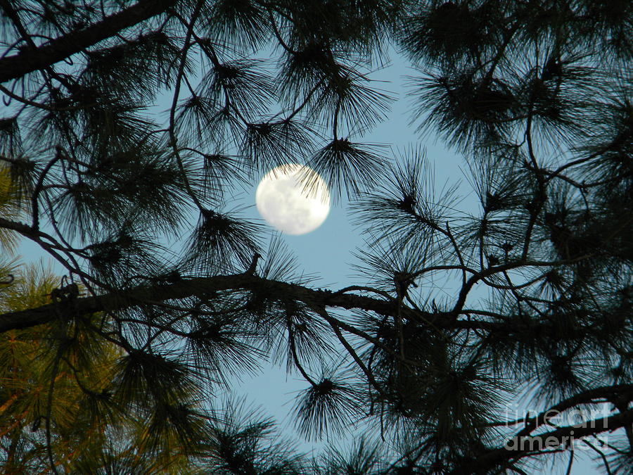 Pines Photograph - Carolina Moon by Matthew Seufer Pines Photograph - Carolina Moon by Matthew Seufer