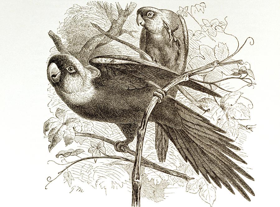 Wildlife Photograph - Carolina Parakeets by George Bernard/science Photo Library