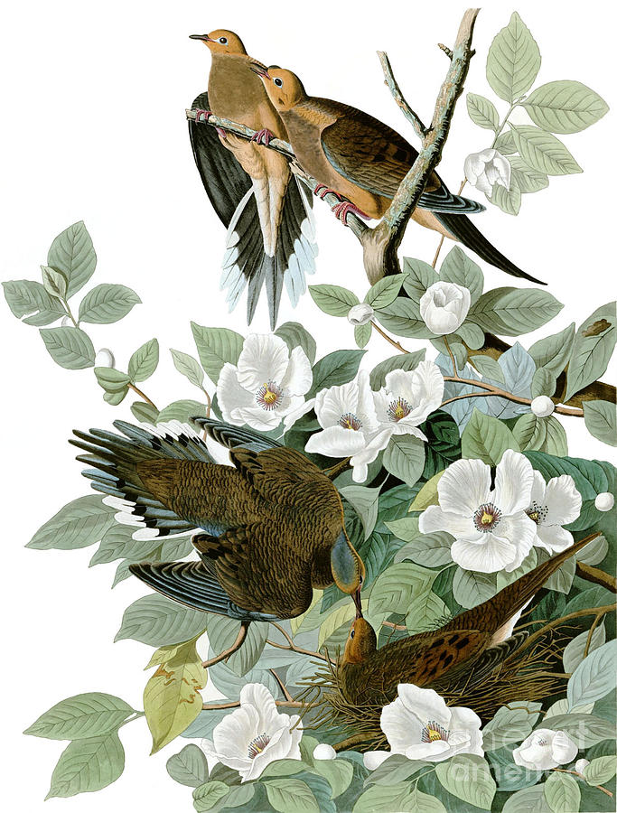John James Audubon Drawing - Carolina pigeon by Celestial Images