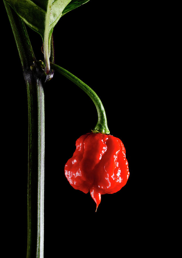 reaper pepper
