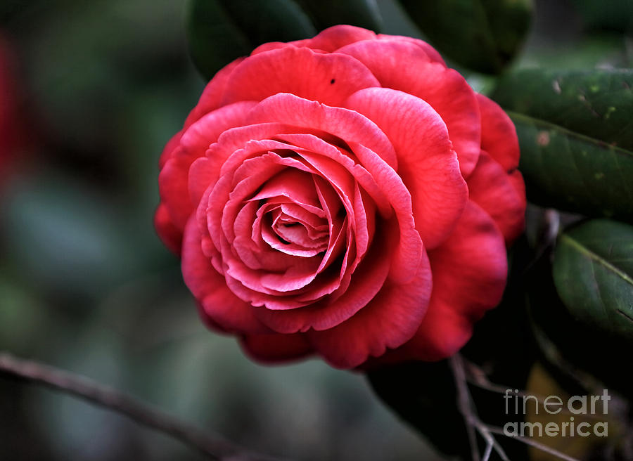 Carolina Red Rose Photograph by John Rizzuto