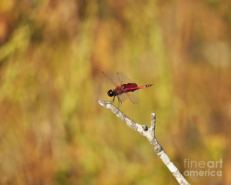 Red Dragonfly Photograph - Carolina Saddlebags Dragonfly by Al Powell Photography USA