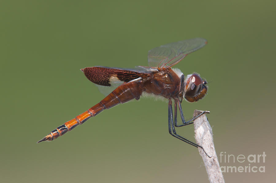 Insects Photograph - Carolina Saddlebags Dragonfly I by Clarence Holmes