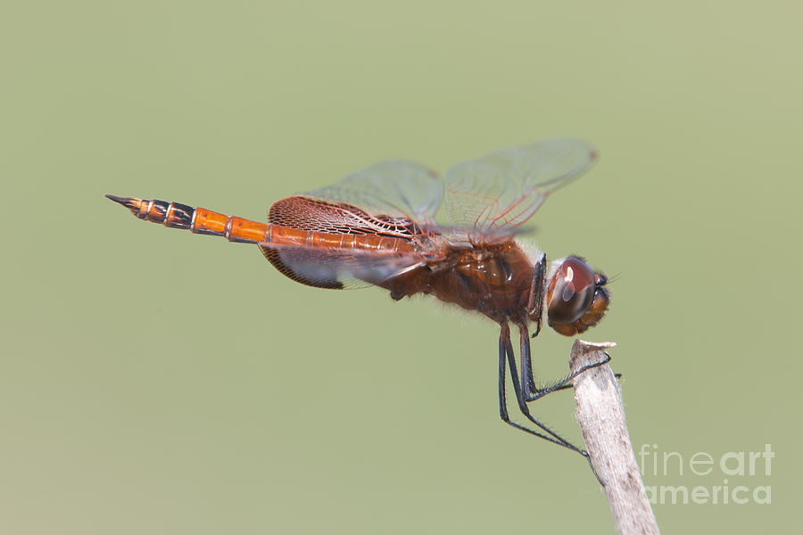 Carolina Saddlebags Dragonfly II Photograph by Clarence Holmes