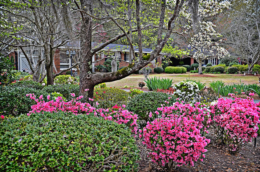 Carolina Spring Photograph by Linda Brown