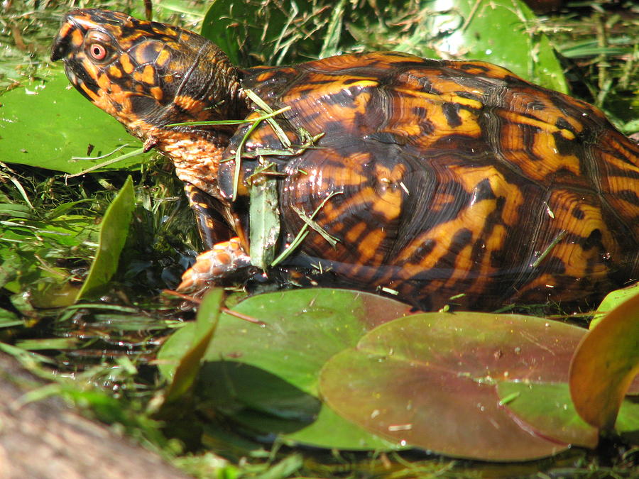 Carolina the Box Turtle in Pond Photograph by Cleaster Cotton