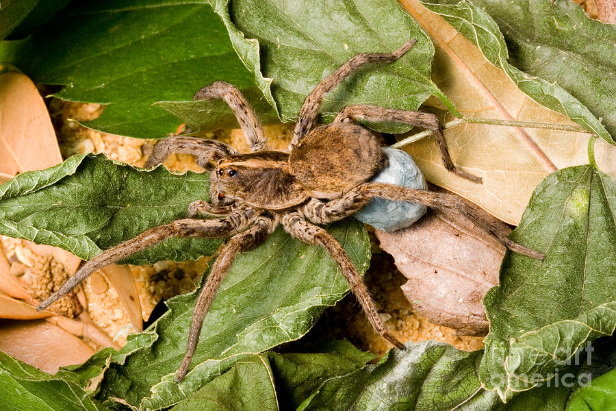 Carolina Wolf Spider With Egg Sac Photograph by Gregory G. Dimijian