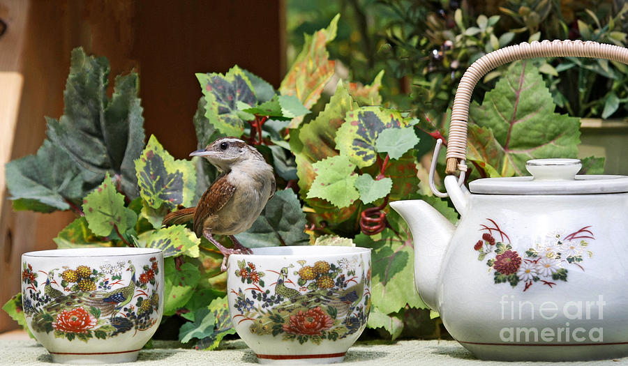 Carolina Wren and Tea Cups Photograph by Luana K Perez