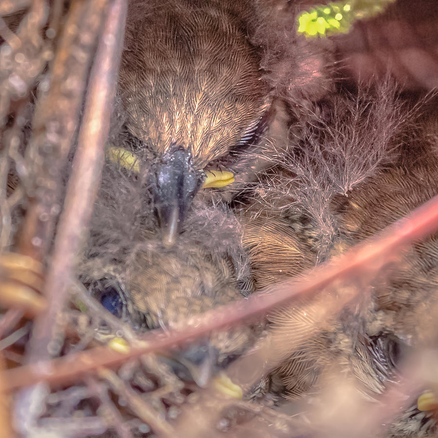 Carolina Wren Nest Photograph by Travelers Pics