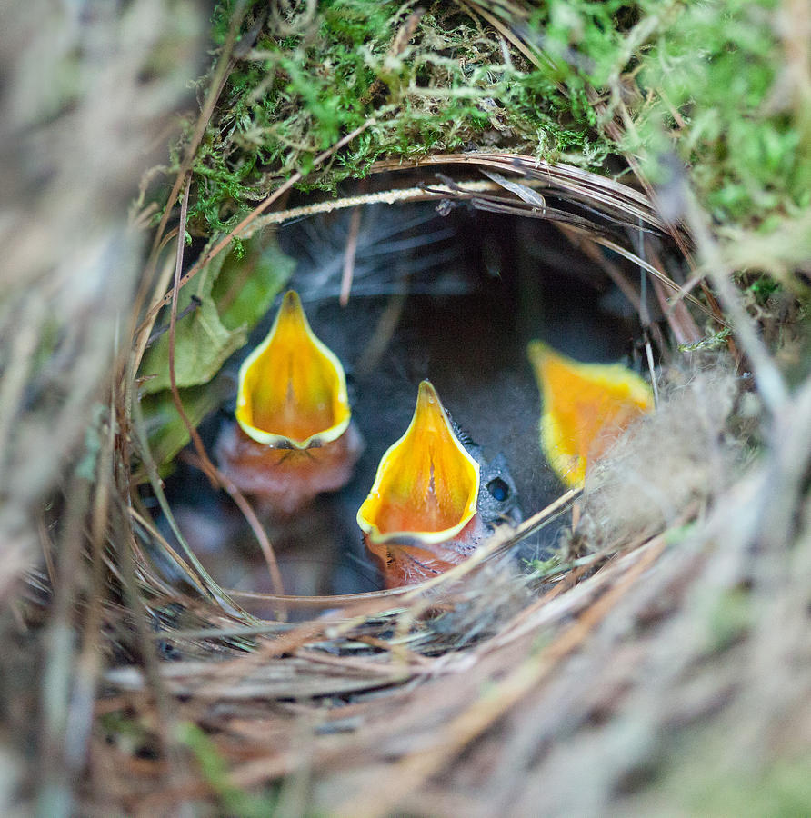 Carolina Wren Nestlings Photograph by Melinda Fawver