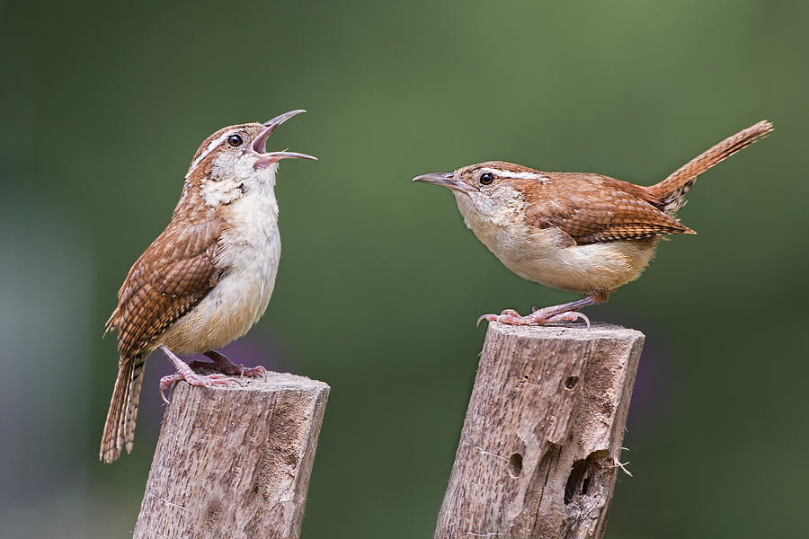 Bird Photograph - Carolina Wren Serenade by Bonnie Barry