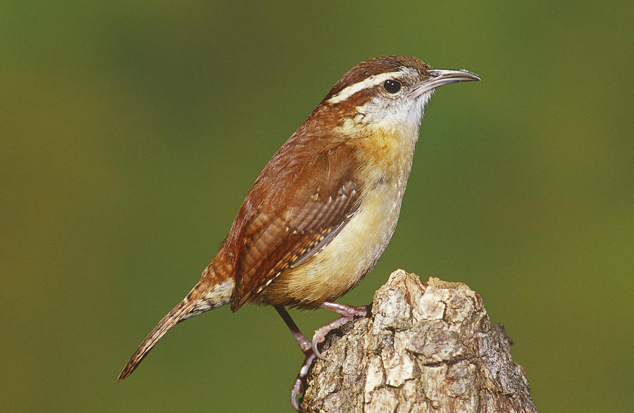 Carolina Wren Thryothorus Ludovicianus Photograph by Millard H. Sharp