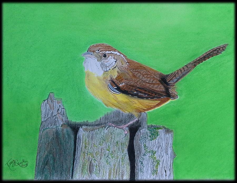 Bird Drawing - Carolina Wren by Tony Clark