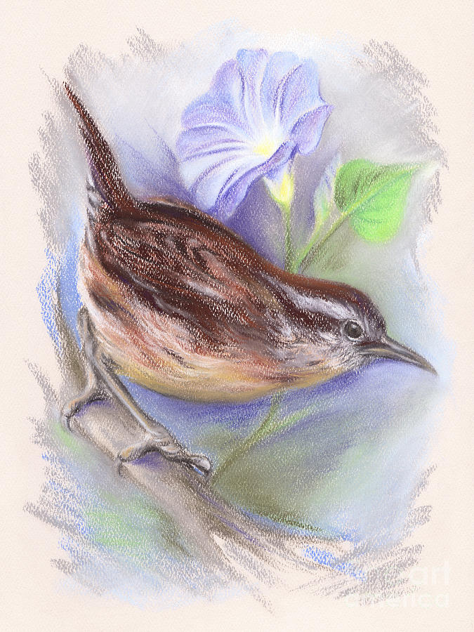 Carolina Wren with Morning Glory Pastel by MM Anderson