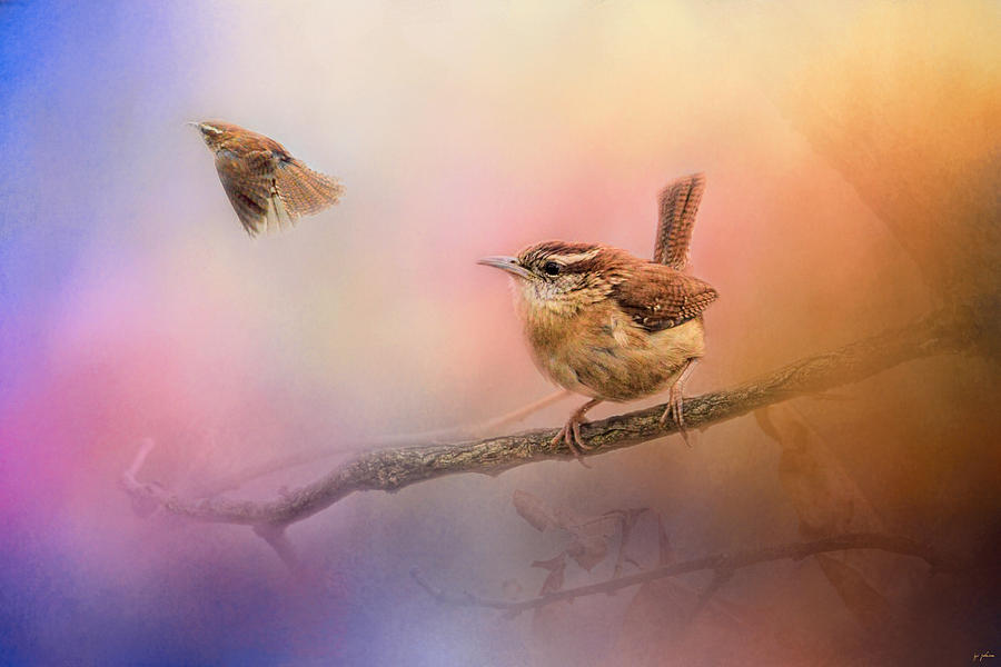 Bird Photograph - Carolina Wrens by Jai Johnson