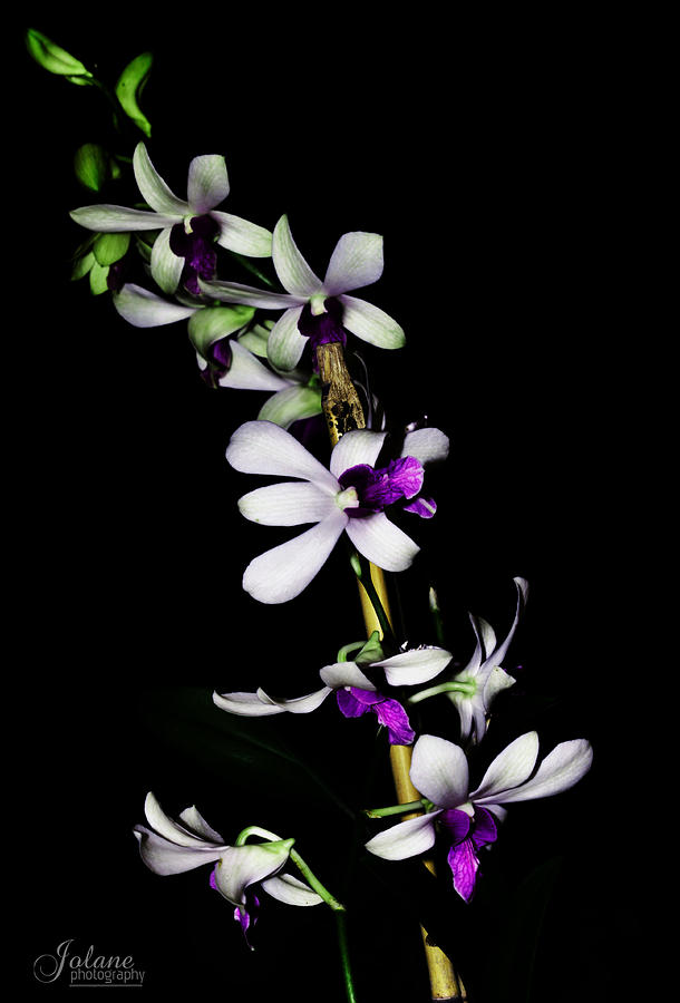 Carols Orchid Photograph by Jody Lane