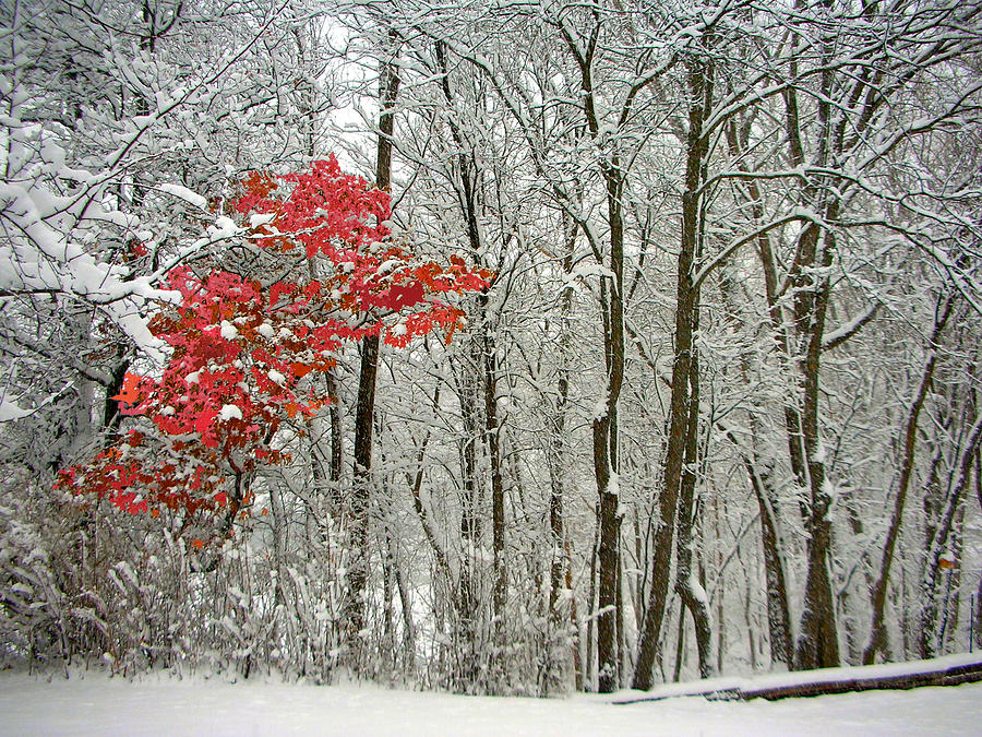 Carols Snow Scene Photograph by Linda Williams