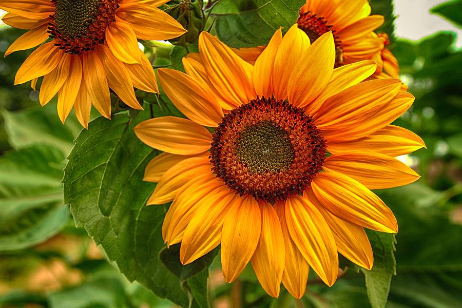 Carols sunflowers Photograph by Lynn Hopwood