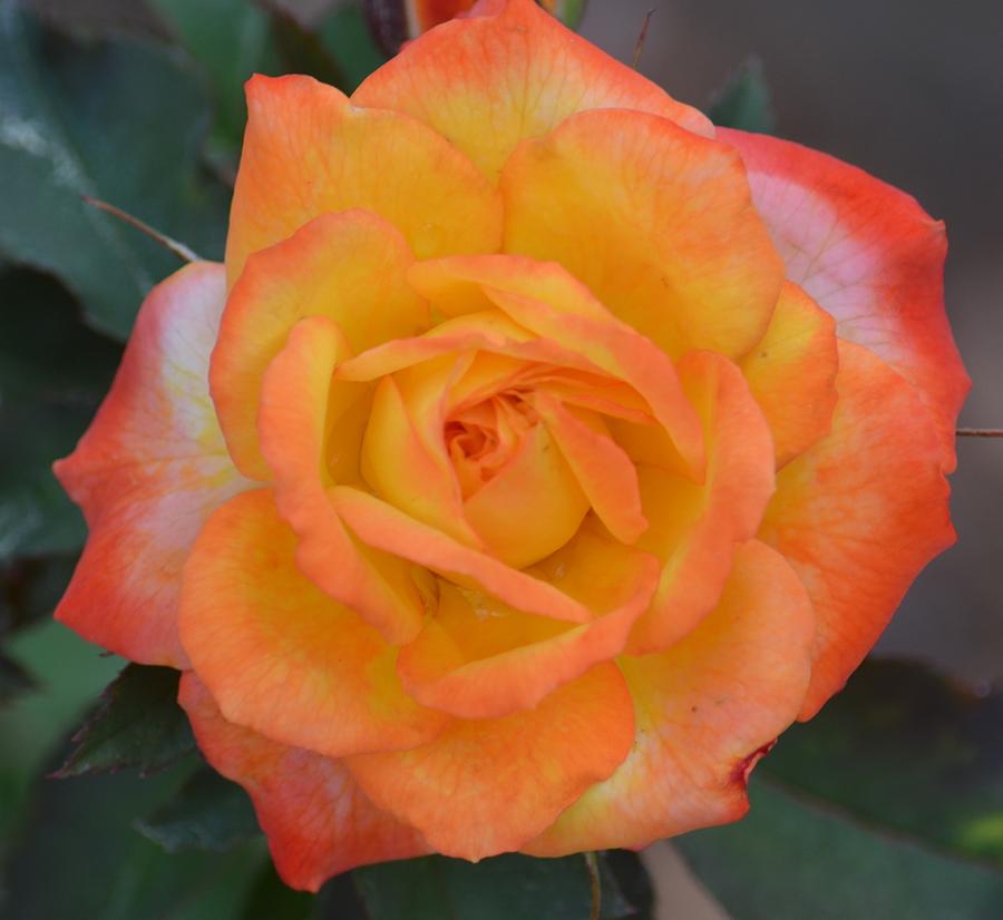 Caroty Splendor - Rose Photograph by Maria Urso
