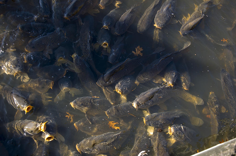 Fish Photograph - Carp Feeding Frenzy 1 by Flees Photos