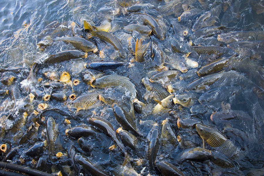 Fish Photograph - Carp feeding frenzy 2 by Flees Photos