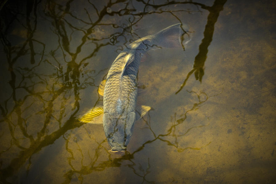 Carp feeding in the shallows Photograph by Randall Nyhof