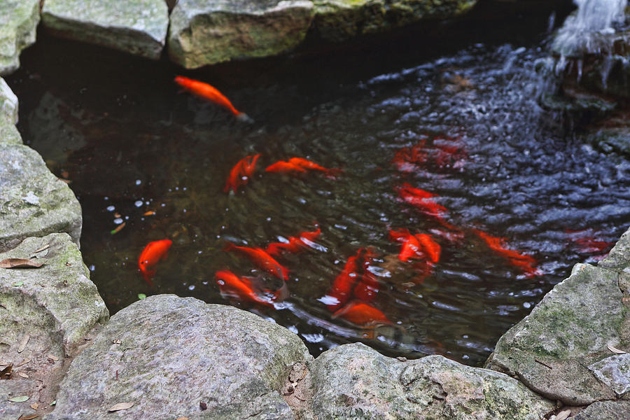 Carp Fish with Waterfall Photograph by Linda Phelps