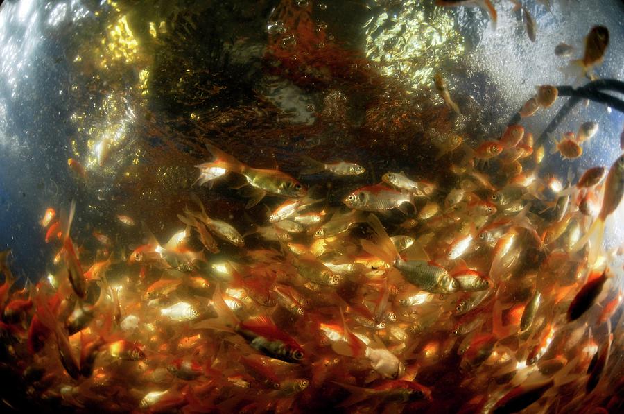 Carp Fishery Photograph by Photostock-israel/science Photo Library