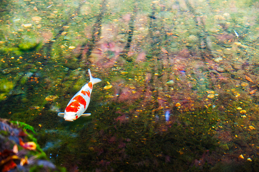 Carp in Fall Pond Photograph by Hisao Mogi