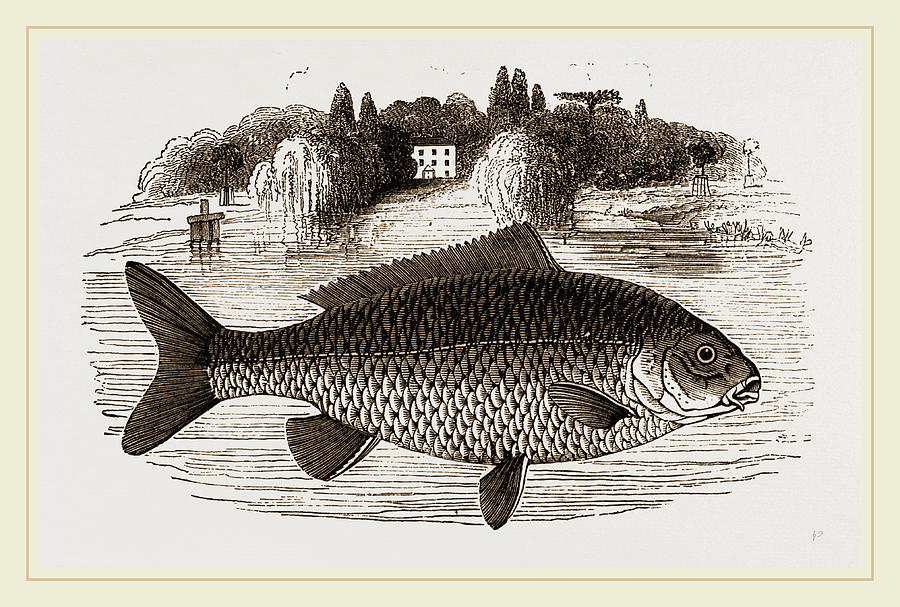  Carp Drawing by Litz Collection