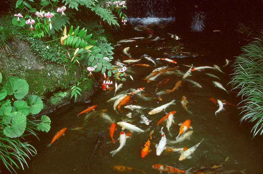 Carp Swimming In Japanese Garden Pool Photograph by George Holton
