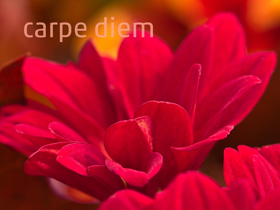 Flower Mixed Media - Carpe Diem by Lutz Baar