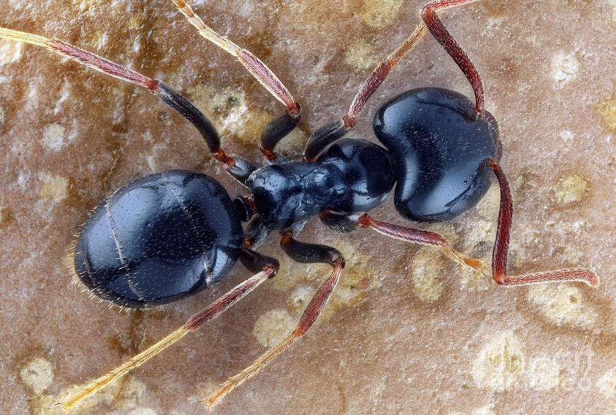 Carpenter Ant Photograph by Matthias Lenke