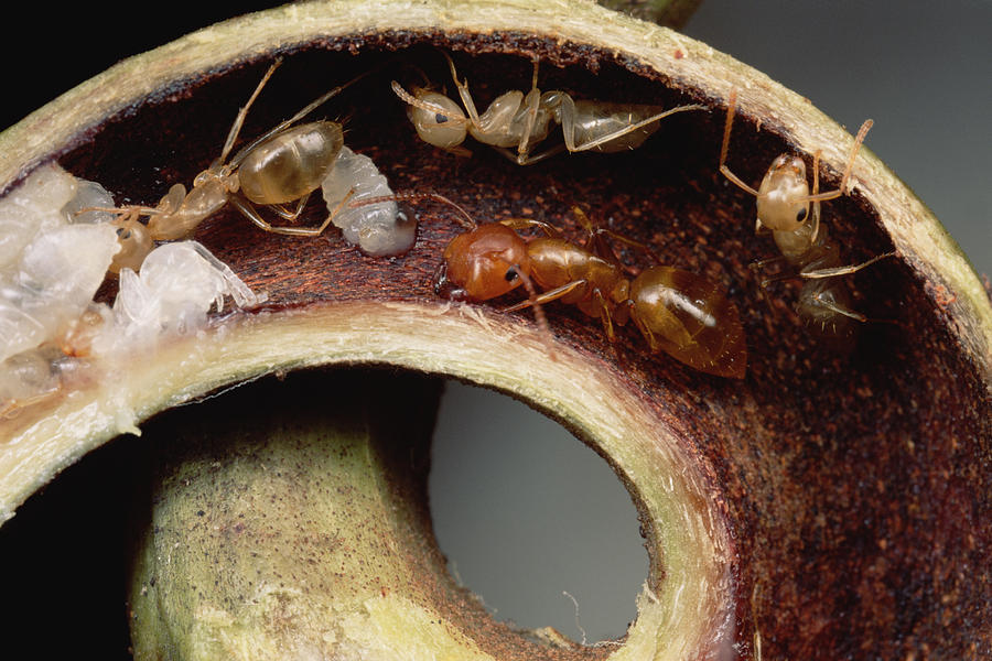 Carpenter Ants And Pupae Nest Photograph by Mark Moffett