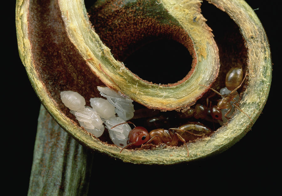 Carpenter Ants Nest In Pitcher Plant Photograph by Mark Moffett