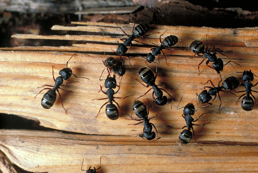 Carpenter Ants Photograph by Theodore Clutter