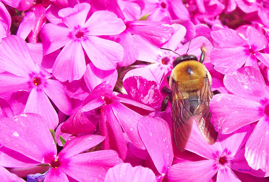 Carpenter Bee amoung the Phlox Flowers Photograph by Duane McCullough