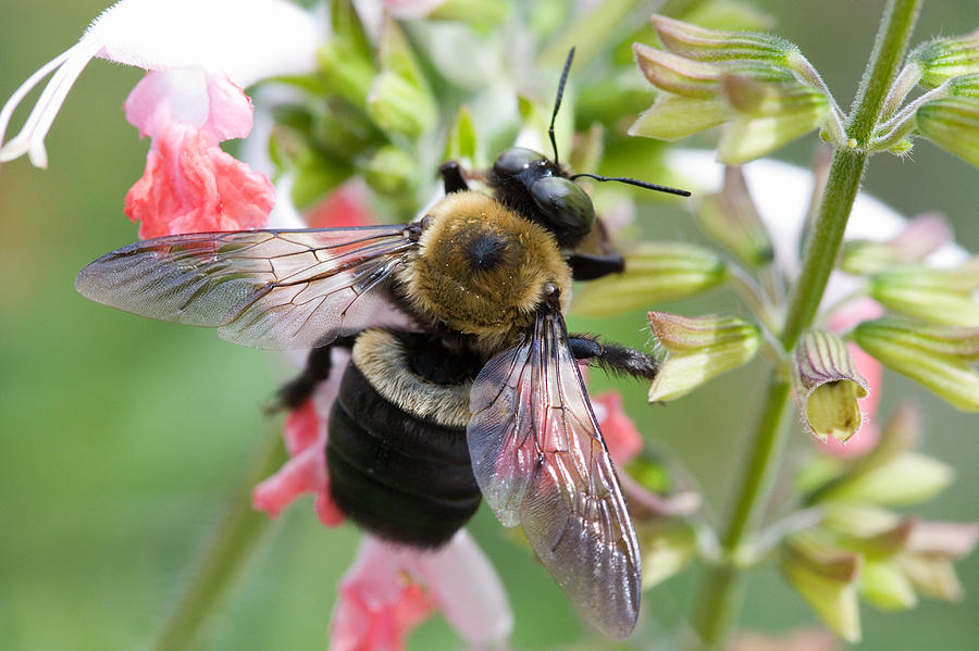 Carpenter Bee Photograph by Diane Macdonald