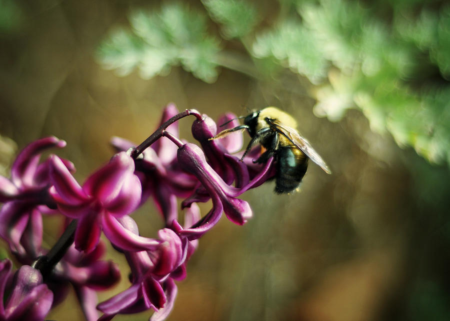 Carpenter Bee on Purple Hyacinth Photograph by Rebecca Sherman