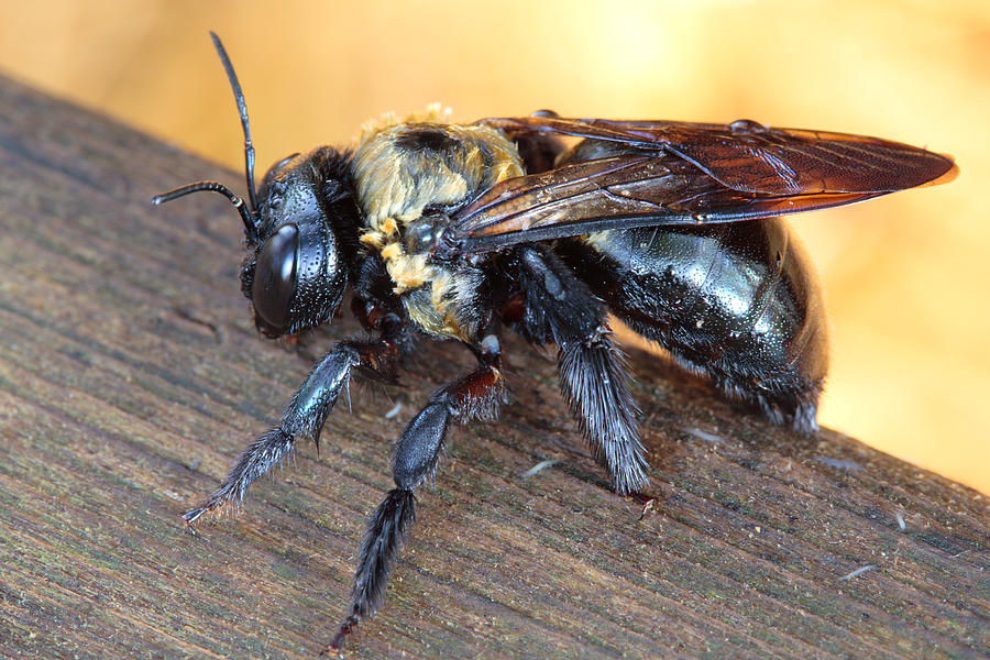 Carpenter Bee Xylocopa virginica Photograph by Daniel Reed