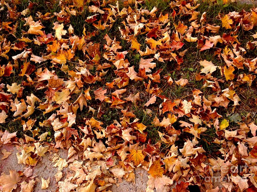 Carpet of Autumn Leaves Photograph by Miriam Danar