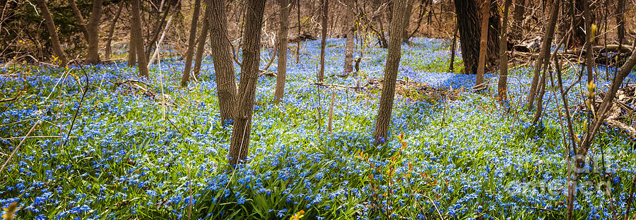 Carpet of blue flowers in spring forest 3 Photograph by Elena Elisseeva