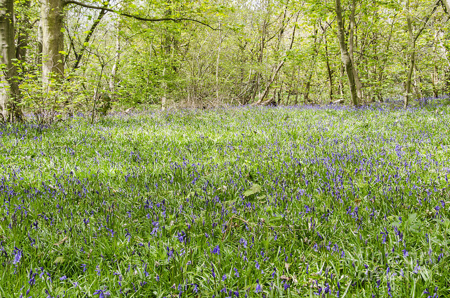 Carpet of Bluebells Photograph by Steev Stamford