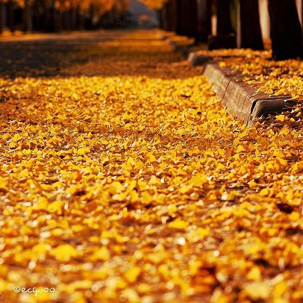 Carpet Of Fallen Leaves Photograph by Kimihiro Ecchie