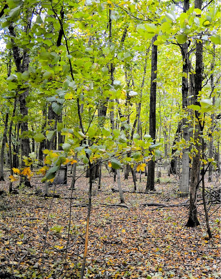 Carpet Of Leaves Panel 1 Photograph by Bonfire Photography
