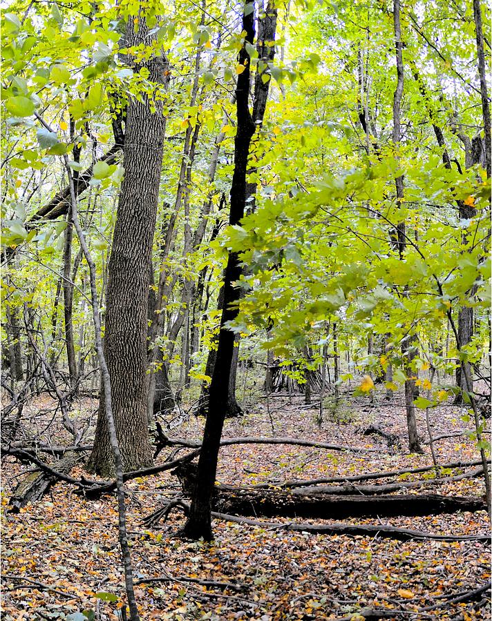 Carpet Of Leaves Panel 2 Photograph by Bonfire Photography