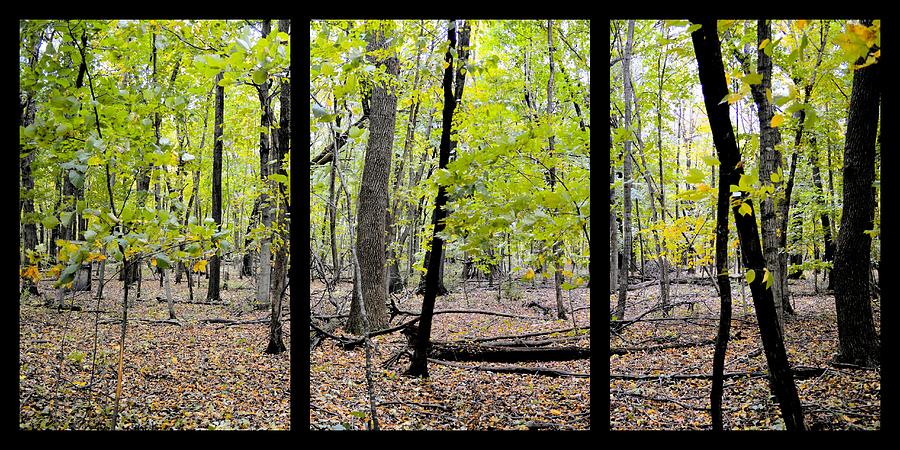 Carpet Of Leaves Triptych Photograph by Bonfire Photography